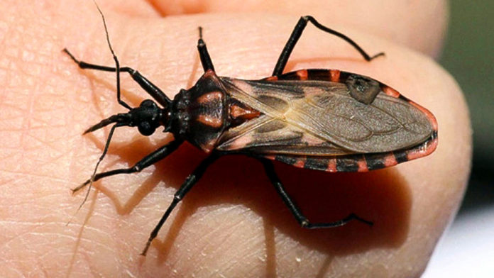 Chagas_Nota_Vinchuca