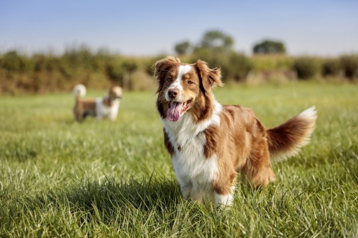 Canine Bravecto outdoor dog field 0472 300dpi