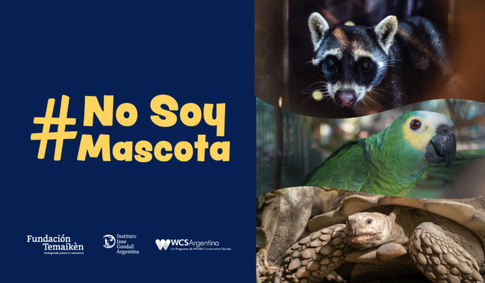 FLYER NO SOY MASCOTA 2024