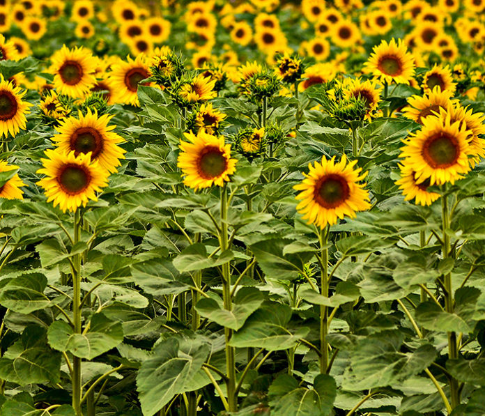 Girasol