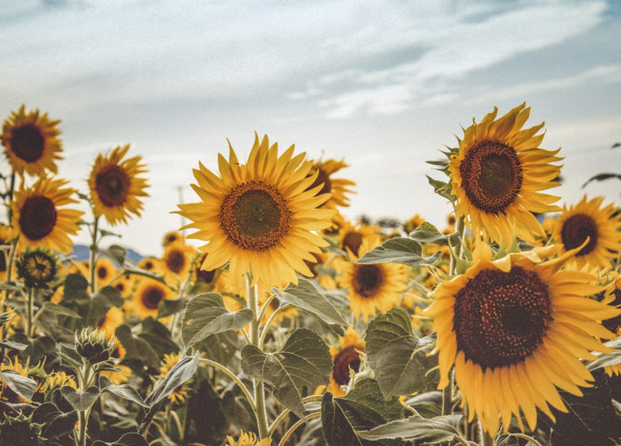 Fiesta del Girasol.jpeg-