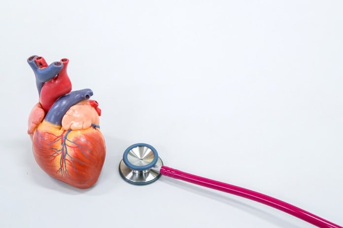 Human heart model with stethoscope