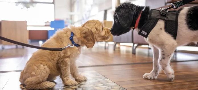Nobivac-Puppy_Vet-Clinic_B5A9121-1-scaled