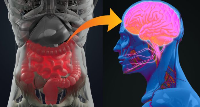 gut-brain-axis
