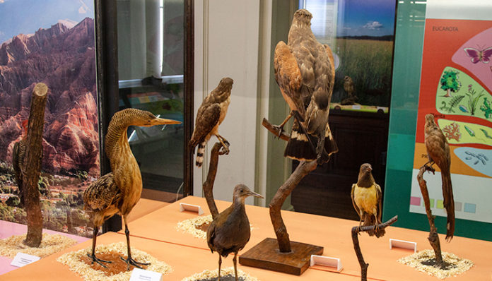 aves-3