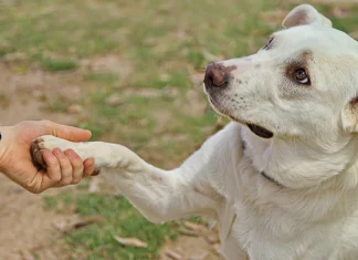 Día Mundial de las Zoonosis: por qué ya no es posible pensar la salud humana sin la animal ni la ambiental