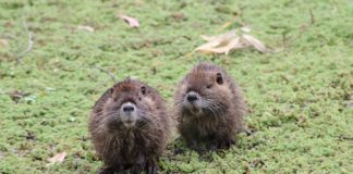 La Reserva Natural de Maschwitz suma biodiversidad con la llegada de coipos y comadrejas