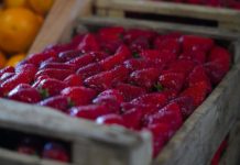 Finde en Escobar: la Fiesta de la Frutilla, JuveActiva y “Tattoo Fest & Wheels” son los eventos destacados