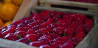 Finde en Escobar: la Fiesta de la Frutilla, JuveActiva y “Tattoo Fest & Wheels” son los eventos destacados