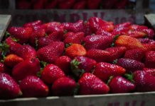 Llega a Escobar la Fiesta de la Frutilla