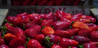 Llega a Escobar la Fiesta de la Frutilla