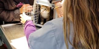 Castración y vacunación antirrábica gratuita: días y horarios de diciembre