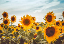 Calendario de eventos turísticos Provincia de Buenos Aires