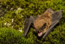 Alerta sanitaria en Castelar por la aparición de un murciélago con rabia