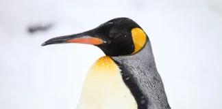 Inesperado visitante: un pingüino rey fue rescatado en Vicente López
