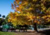 Otoño en la Ciudad: el espectáculo natural que cambia el paisaje porteño