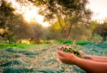 Sabores del mediteráneo en argentina: las fincas de olivares donde se cultiva el aceite virgen extra del país en la provincia de Buenos Aires