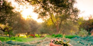 Sabores del mediteráneo en argentina: las fincas de olivares donde se cultiva el aceite virgen extra del país en la provincia de Buenos Aires