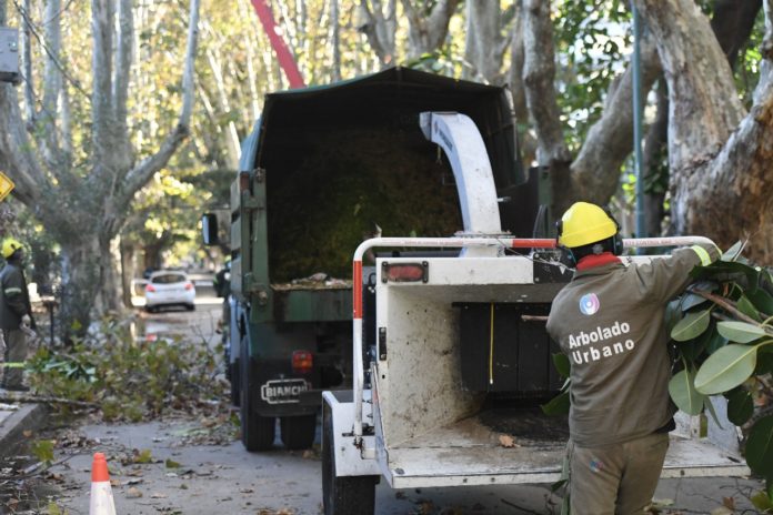 VL Plan de Poda 2026 1