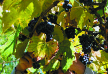 ENOTURISMO: Calendario de eventos Vinos Buenos Aires