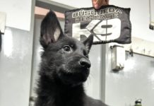 La Unidad de Búsqueda y Rescate K9 de los Bomberos de la Ciudad amplía su staff canino con una nueva especialidad