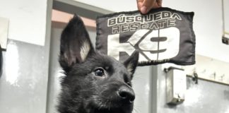 La Unidad de Búsqueda y Rescate K9 de los Bomberos de la Ciudad amplía su staff canino con una nueva especialidad