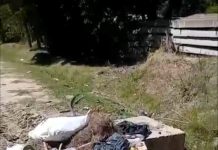 Limpiaron un basural en Maschwitz y a los cuatro días ya había uno peor