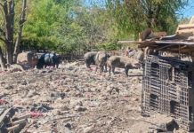 Zoonosis Escobar: rescataron 25 animales de un basural en el predio de la Ruta 26
