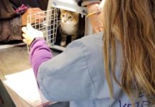 Castración y vacunación antirrábica gratuita: días y horarios de marzo