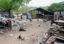 Predio Ruta 26: la Municipalidad rescató a más de 200 animales del megabasural clausurado