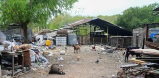 Predio Ruta 26: la Municipalidad rescató a más de 200 animales del megabasural clausurado