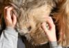 El 75% de los perros en América Latina son mestizos y enfrentan los mismos riesgos de salud que los de raza