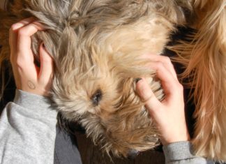 El 75% de los perros en América Latina son mestizos y enfrentan los mismos riesgos de salud que los de raza