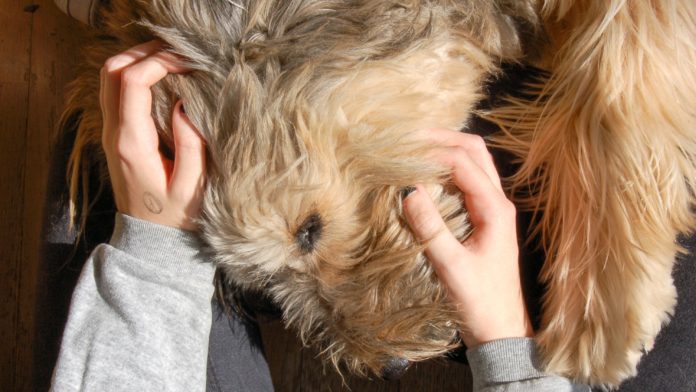 Perro sin raza 01