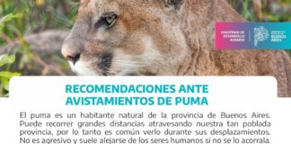 La Dirección de Flora y Fauna de Provincia activó un protocolo de prevención por el puma avistado en El Cazador
