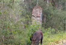 El caso del jabalí visto en la zona de Zoonosis dispara el debate sobre el mascotismo