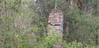 El caso del jabalí visto en la zona de Zoonosis dispara el debate sobre el mascotismo