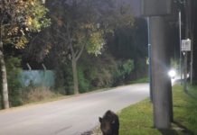 Apareció un jabalí cerca del Centro de Zoonosis: activación de protocolo y sospechas de mascotismo
