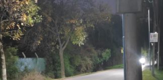 Apareció un jabalí cerca del Centro de Zoonosis: activación de protocolo y sospechas de mascotismo