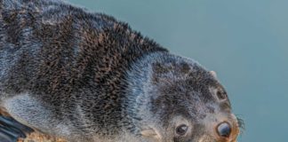 San Fernando rescató a dos lobos marinos en pocos días, en conjunto con especialistas