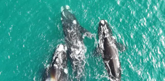 Cuando el mar respira cerca, ballenas en las costas bonaerenses