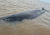 Una ballena quedó varada en la costa de San Isidro: monitorean la evolución de la marea