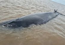 Una ballena quedó varada en la costa de San Isidro: monitorean la evolución de la marea