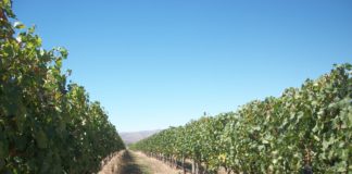 ENOTURISMO Y OLEOTURISMO: eventos de agosto
