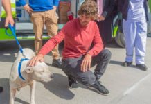 San Fernando prohibió a los criaderos de mascotas y la venta de animales en comercios