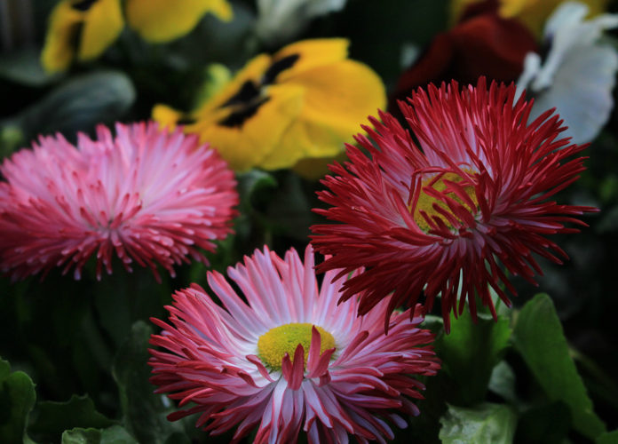 MORENO - Fiesta del Plantín Floral 2021 (1)
