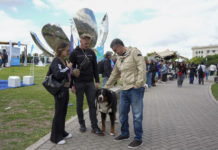 La Ciudad impulsa una ley para que cada perro y gato tenga un número único de identificación