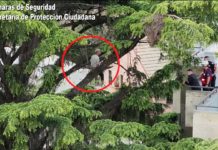 El miedo a las alturas paralizó al ladrón: ingresó a un domicilio para robar pero al intentar escapar quedó atrapado en un árbol